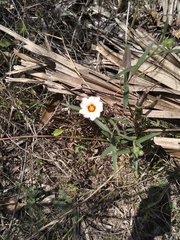 Sida linifolia