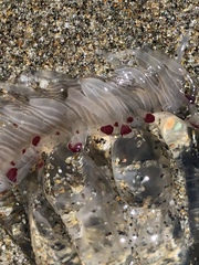 Polyorchis penicillatus