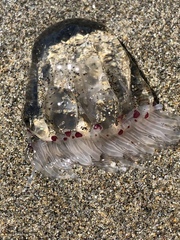 Polyorchis penicillatus