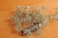 Usnea intermedia