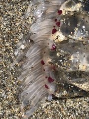 Polyorchis penicillatus