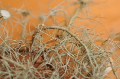 Usnea intermedia