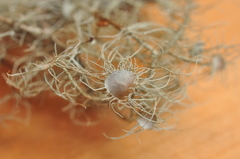 Usnea intermedia