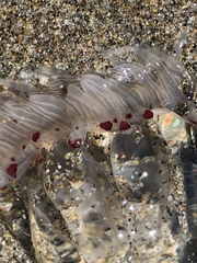 Polyorchis penicillatus