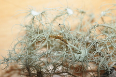 Usnea intermedia