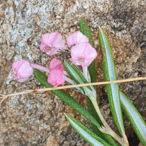 Wild Rosemary