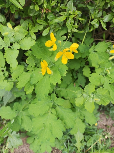 Greater celandine