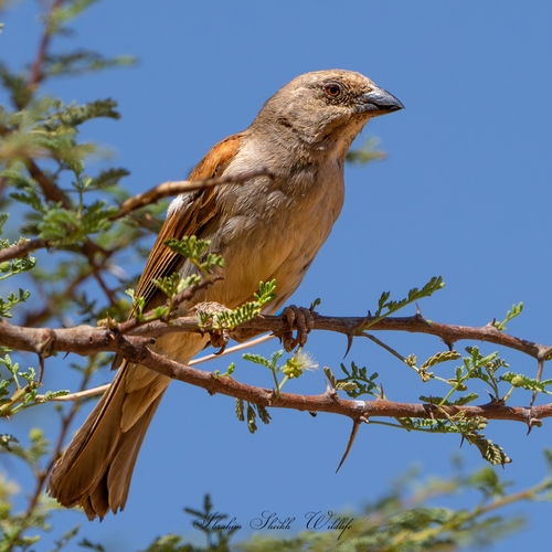 Northern Grey-headed Sparrow