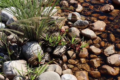 Juncus lomatophyllus, photograph 3