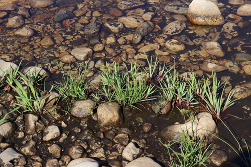 Juncus lomatophyllus, photograph 4