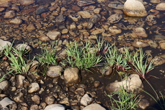 Juncus lomatophyllus, photograph (c) Tony Rebelo, some rights reserved (CC BY-SA)