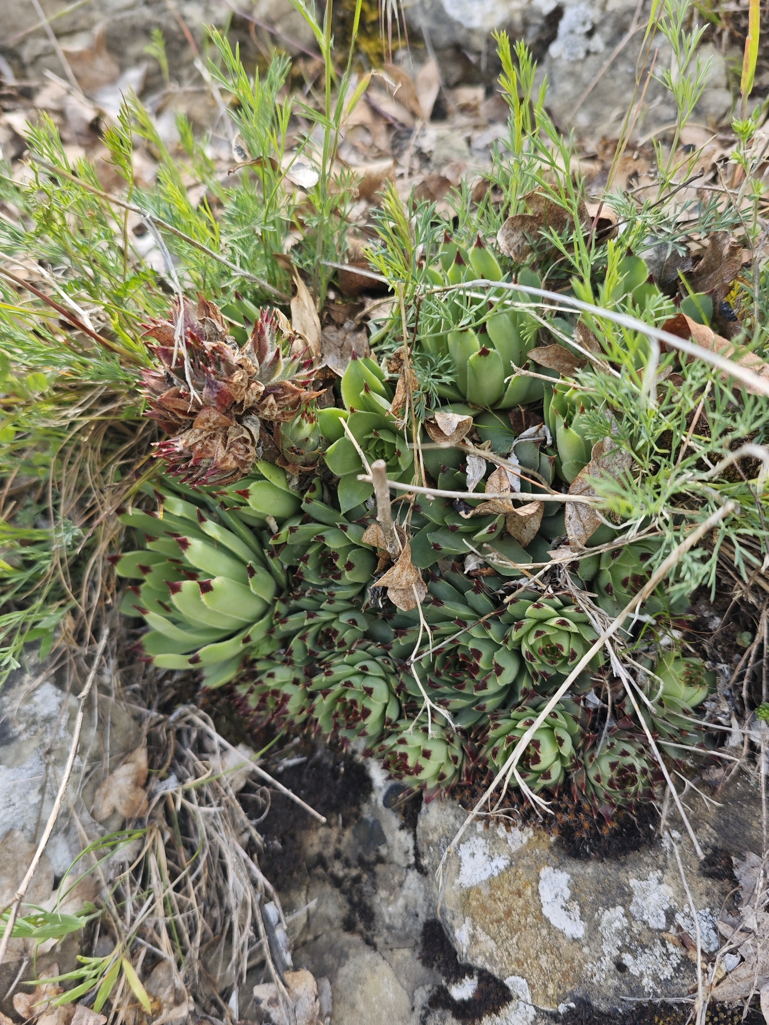 Sempervivum calcareum 'Mrs. Giuseppi'