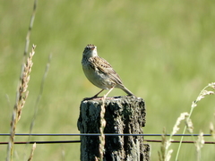 Anthus hellmayri