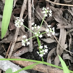 Limnosciadium pumilum