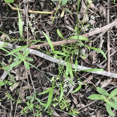 Limnosciadium pumilum