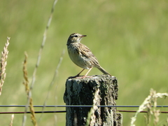 Anthus hellmayri
