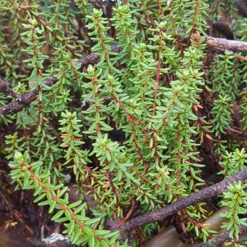 black crowberry