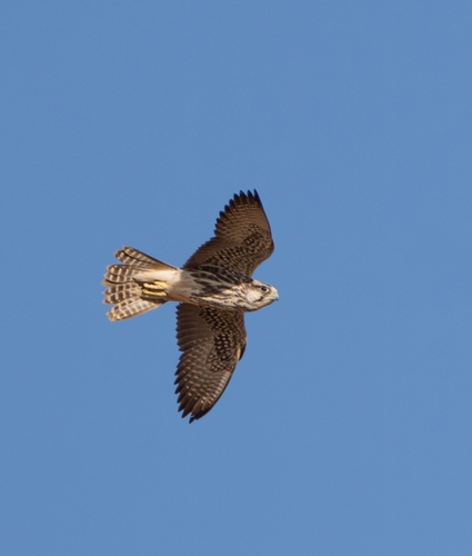 Lanner Falcon