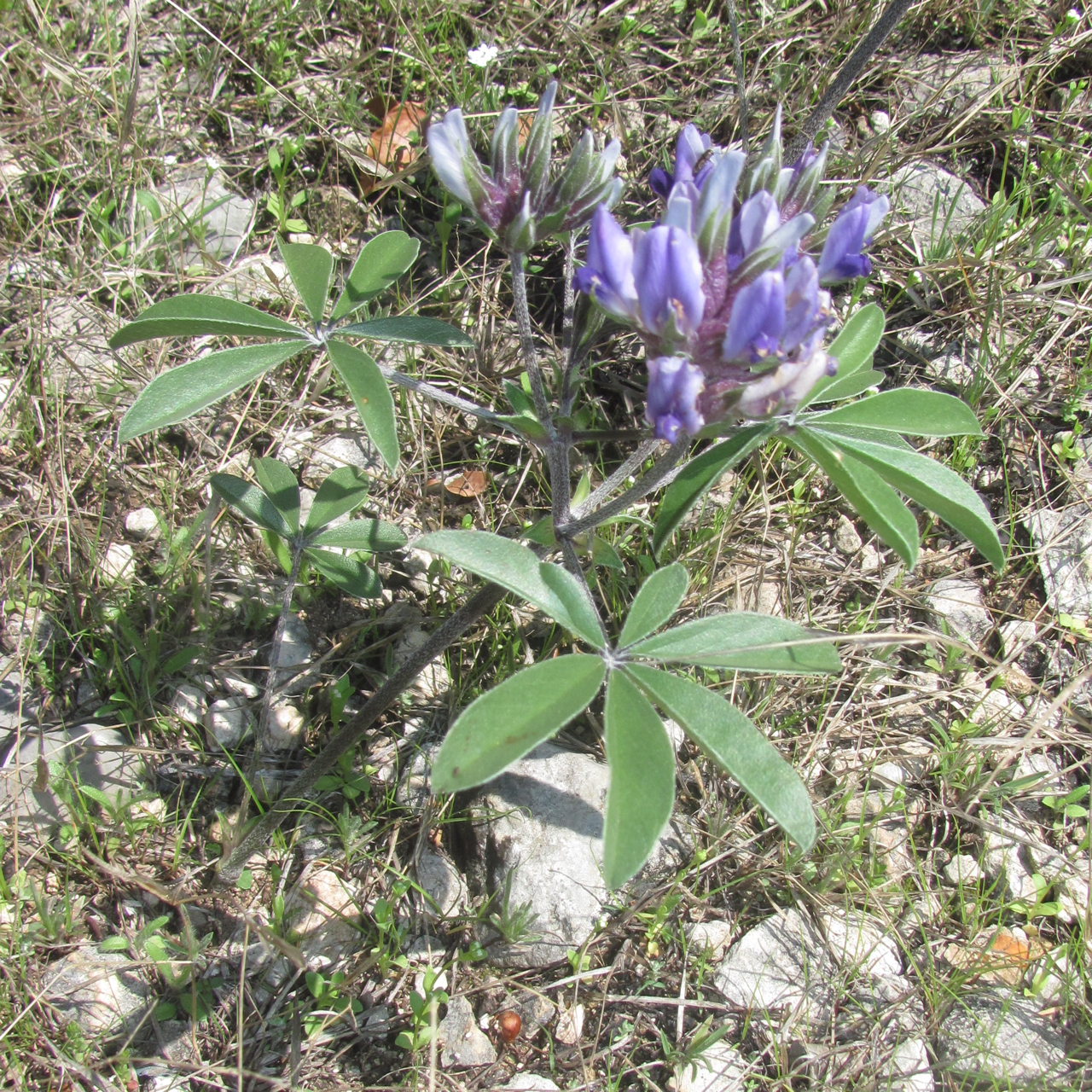 Pediomelum latestipulatum var. appressum