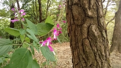 Salvia iodantha