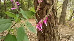 Salvia iodantha