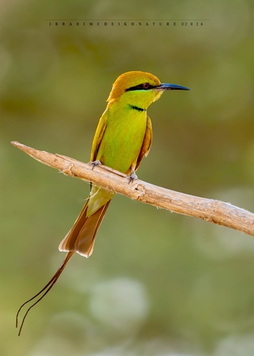 African Green Bee-eater