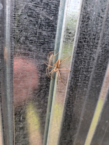 European Nursery Web spider