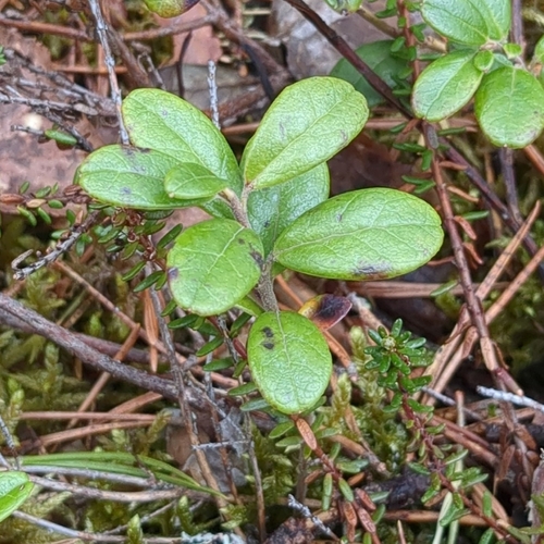 Lingonberry