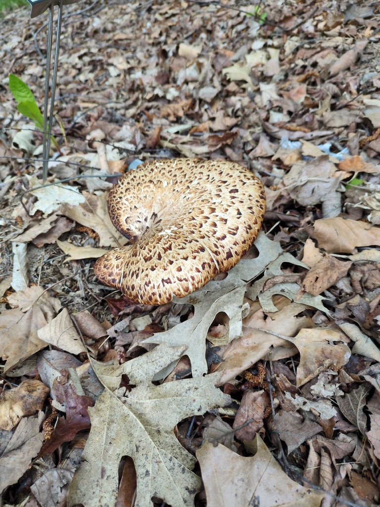 Dryad's Saddle · May 2026 · photo: Photo: no rights reserved · iNaturalist