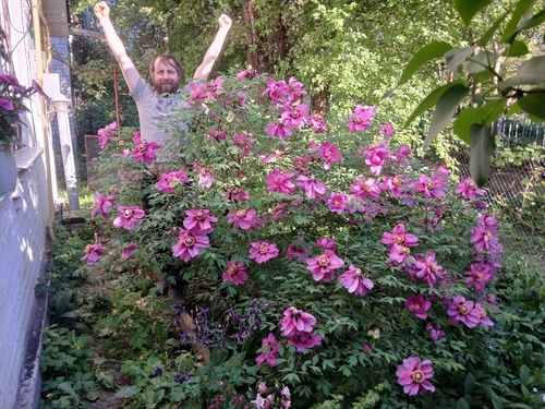 Paeonia suffruticosa