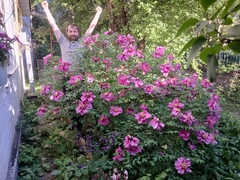 Paeonia × suffruticosa