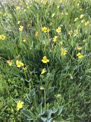 Viola purpurea quercetorum