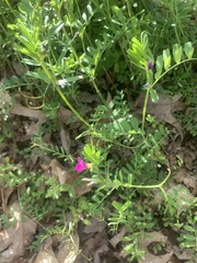Vicia sativa