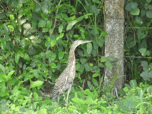 Bare-throated Tiger-Heron