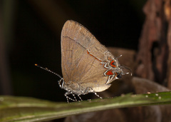 Calycopis thama