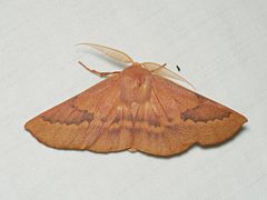 Monoctenia falernaria