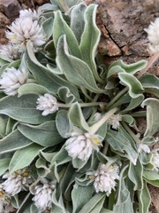 Gomphrena caespitosa
