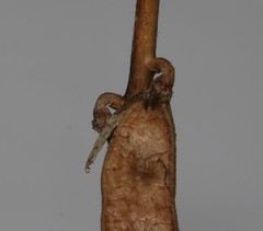 Indigofera sessilifolia