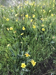 Viola purpurea quercetorum