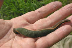 Haemopidae