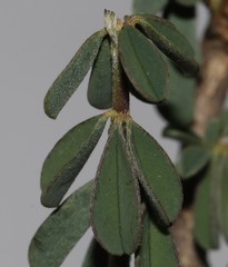 Indigofera sessilifolia