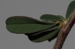 Indigofera sessilifolia