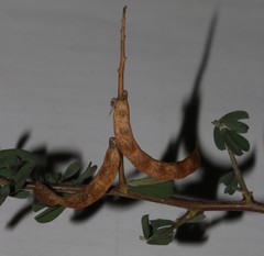 Indigofera sessilifolia