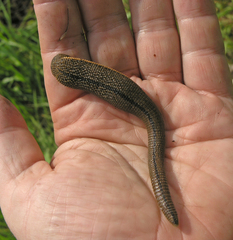 Haemopidae
