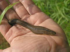 Haemopidae