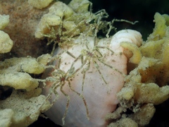 Ammothea hilgendorfi