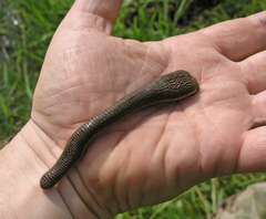 Haemopidae