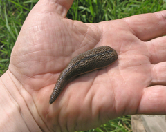 Haemopidae