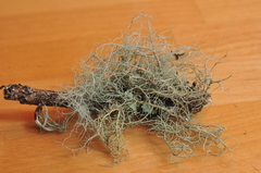 Usnea silesiaca