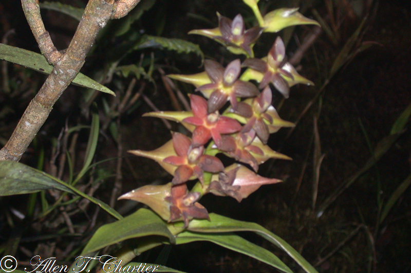 Epidendrum bractiacuminatum